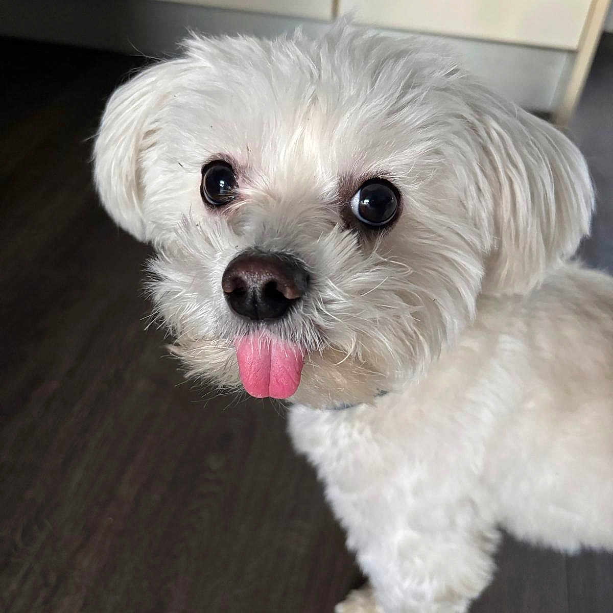 Oscar a rejoint le concours — aidez-le/la à gagner de superbes lots ! adorable, animal, canine, close_up, companion, cute, dog, domestic_animal, floor, fluffy, friendly, fur, indoor, looking_up, pet, playful, small_dog, tongue, tongue_out, white