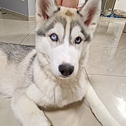 Aïka participe au concours pour gagner de l'argent avec cette photo : dog, husky, puppy, blue_eyes, floor, tile, indoor, person, knees, fur, pet, animal, household, cute, laying_down, white, gray, ears, nose, background