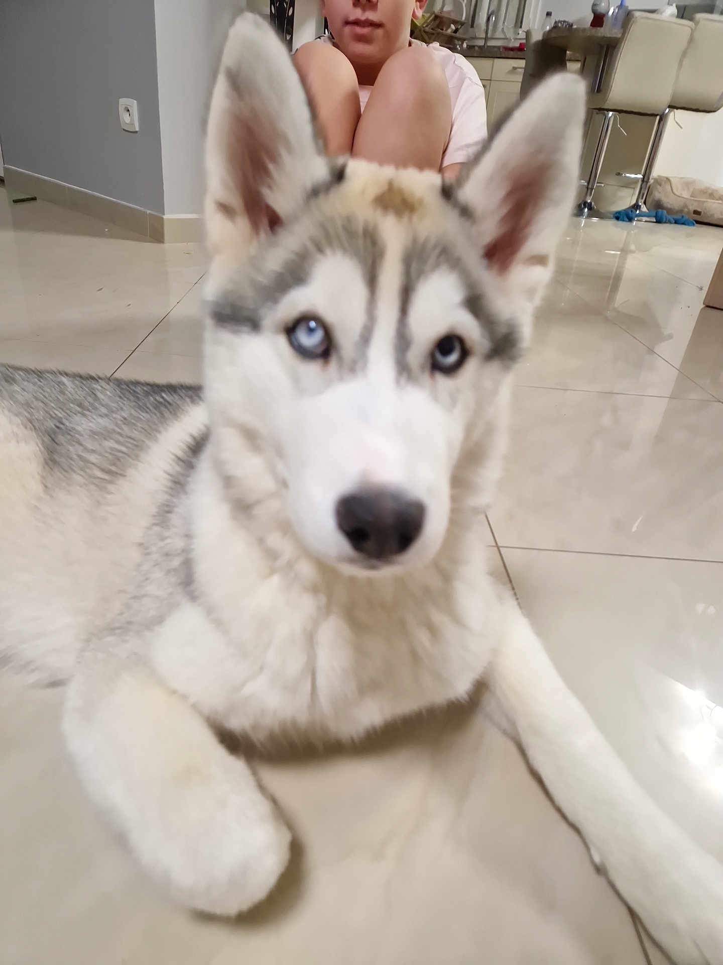Aïka participe au concours pour gagner de l'argent avec cette photo : dog, husky, puppy, blue_eyes, floor, tile, indoor, person, knees, fur, pet, animal, household, cute, laying_down, white, gray, ears, nose, background