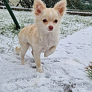 Branca a rejoint le concours — aidez-le/la à gagner de superbes lots ! dog, small_dog, cream_colored, snow, snowy_ground, paw_raised, outdoor, fence, grass, bushes, winter, pet, animal, fur, curious, adorable, canine, nature, cold, daylight