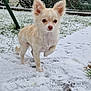 dog, small_dog, cream_colored, snow, snowy_ground, paw_raised, outdoor, fence, grass, bushes, winter, pet, animal, fur, curious, adorable, canine, nature, cold, daylight