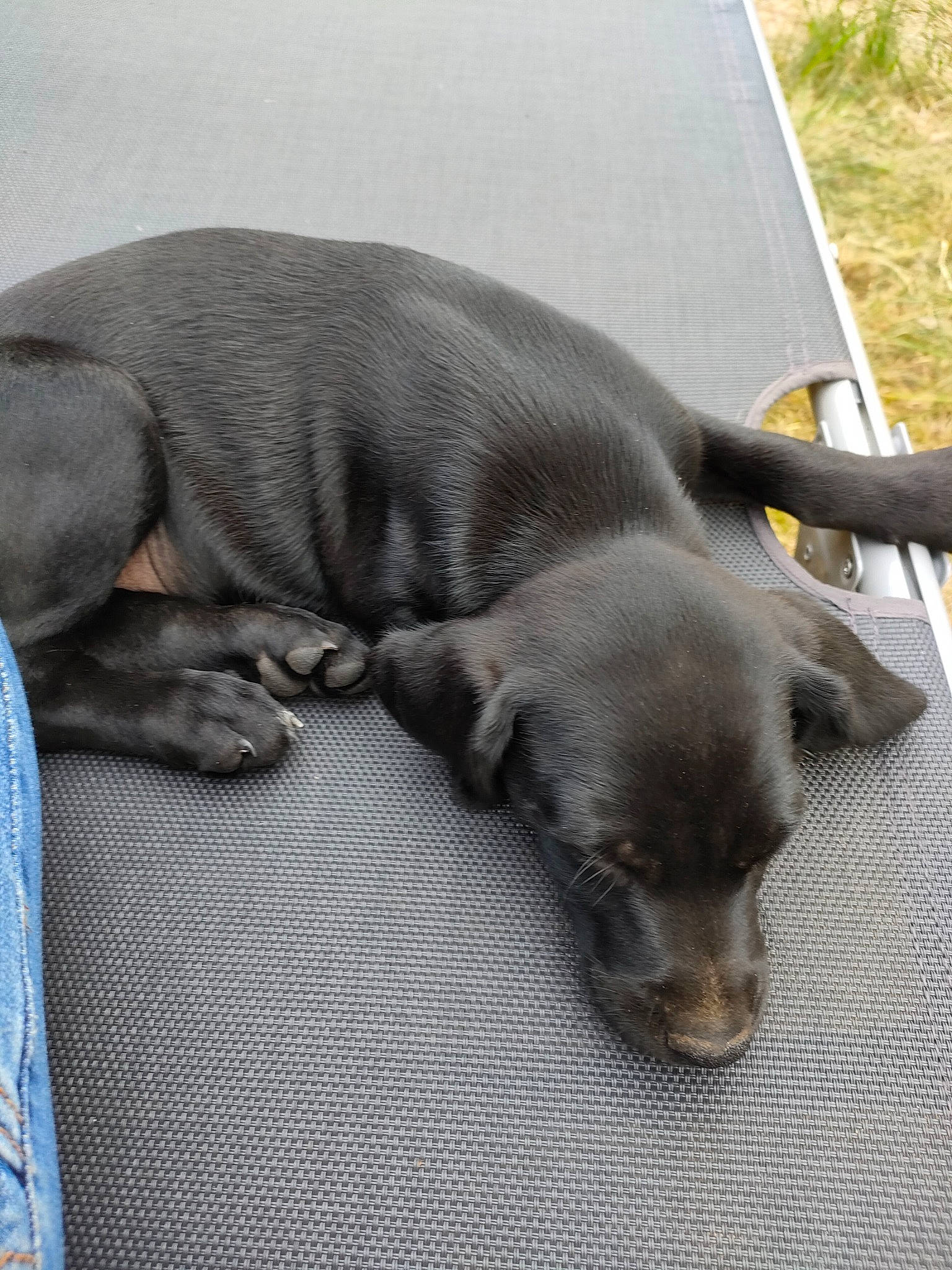 Tanga participe au concours pour gagner de l'argent avec cette photo : canidae, carnivore, comfort, companion_dog, corgi_chihuahua, dog, dog_breed, fawn, flooring, fur, liver, nap, paw, puppy, sleep, snout, sporting_group, terrestrial_animal, whiskers, working_animal