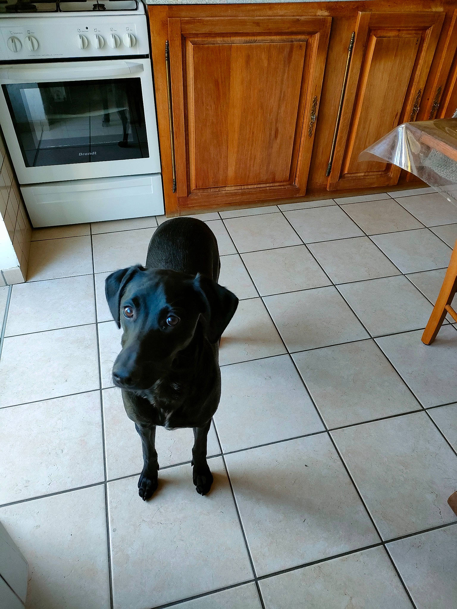 Tanga participe au concours pour gagner de l'argent avec cette photo : borador, cabinetry, carnivore, companion_dog, dog, dog_breed, floor, flooring, hardwood, kitchen_appliance, mammal, plywood, sporting_group, tail, tile, tile_flooring, wood, wood_flooring, wood_stain, working_animal