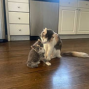 Pricilla joined the competition — help win amazing prizes! animal, cabinet, cat, cute, dishwasher, domestic_cat, feline, floor, fur, indoor, kitchen, kitten, nuzzling, pet, playful, two_cats, whiskers, window, wooden_floor, young_cat