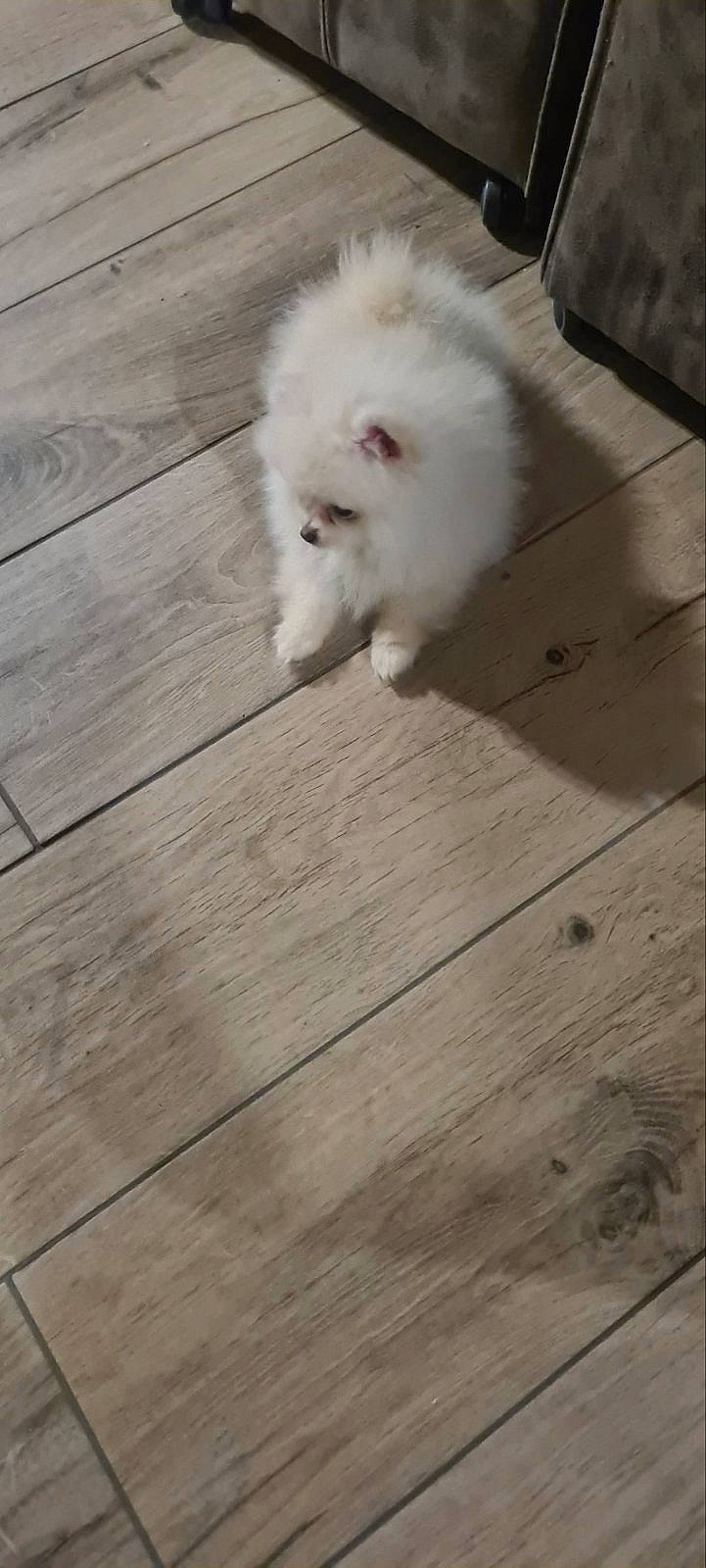 Sweetie a rejoint le concours — aidez-le/la à gagner de superbes lots ! carnivore, companion_dog, dog, dog_breed, fawn, floor, flooring, hardwood, laminate_flooring, plank, plywood, small_to_medium_sized_cats, spitz, tail, toy_dog, varnish, whiskers, wood, wood_flooring, wood_stain