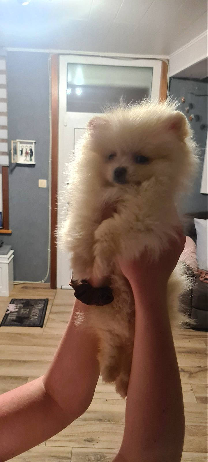 Sweetie participe au concours pour gagner de l'argent avec cette photo : canidae, carnivore, companion_dog, dog, dog_breed, fawn, felidae, flooring, foot, fur, german_spitz, gesture, houseplant, pomeranian, snout, spitz, sporting_group, tail, toy_dog, whiskers