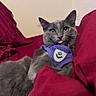 cat, gray_cat, fluffy, pet, animal, harness, purple_harness, blep, tongue, yellow_eyes, ears, whiskers, fur, sitting, lounging, couch, cushions, indoor, portrait, close_up
