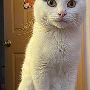 Binx is registered to the contest to win money with this photo: cat, white_cat, black_markings, sitting, indoor, door, wooden_surface, decor, sunflower, home_sign, curious, pet, animal, feline, whiskers, ears, eyes, fur, close_up, portrait