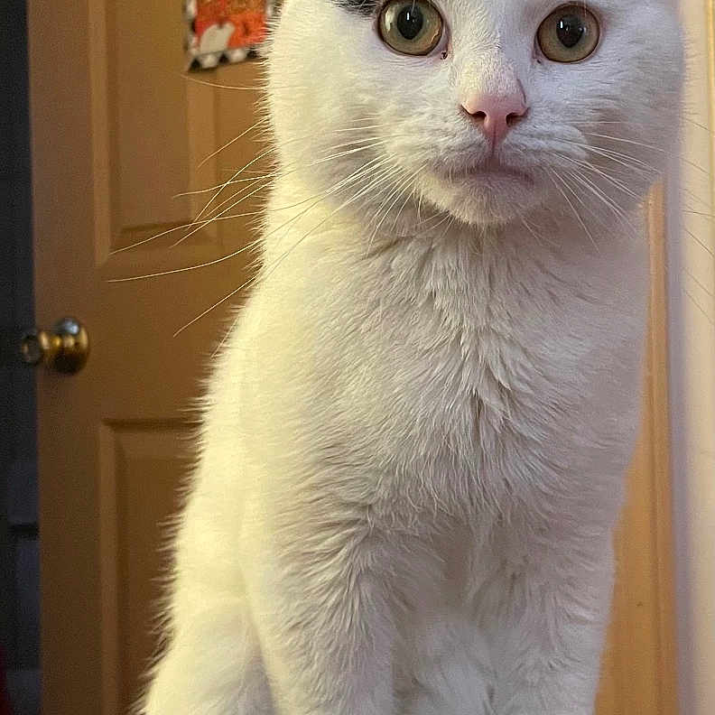 Binx is registered to the contest to win money with this photo: animal, black_markings, cat, close_up, curious, decor, door, ears, eyes, feline, fur, home_sign, indoor, pet, portrait, sitting, sunflower, whiskers, white_cat, wooden_surface