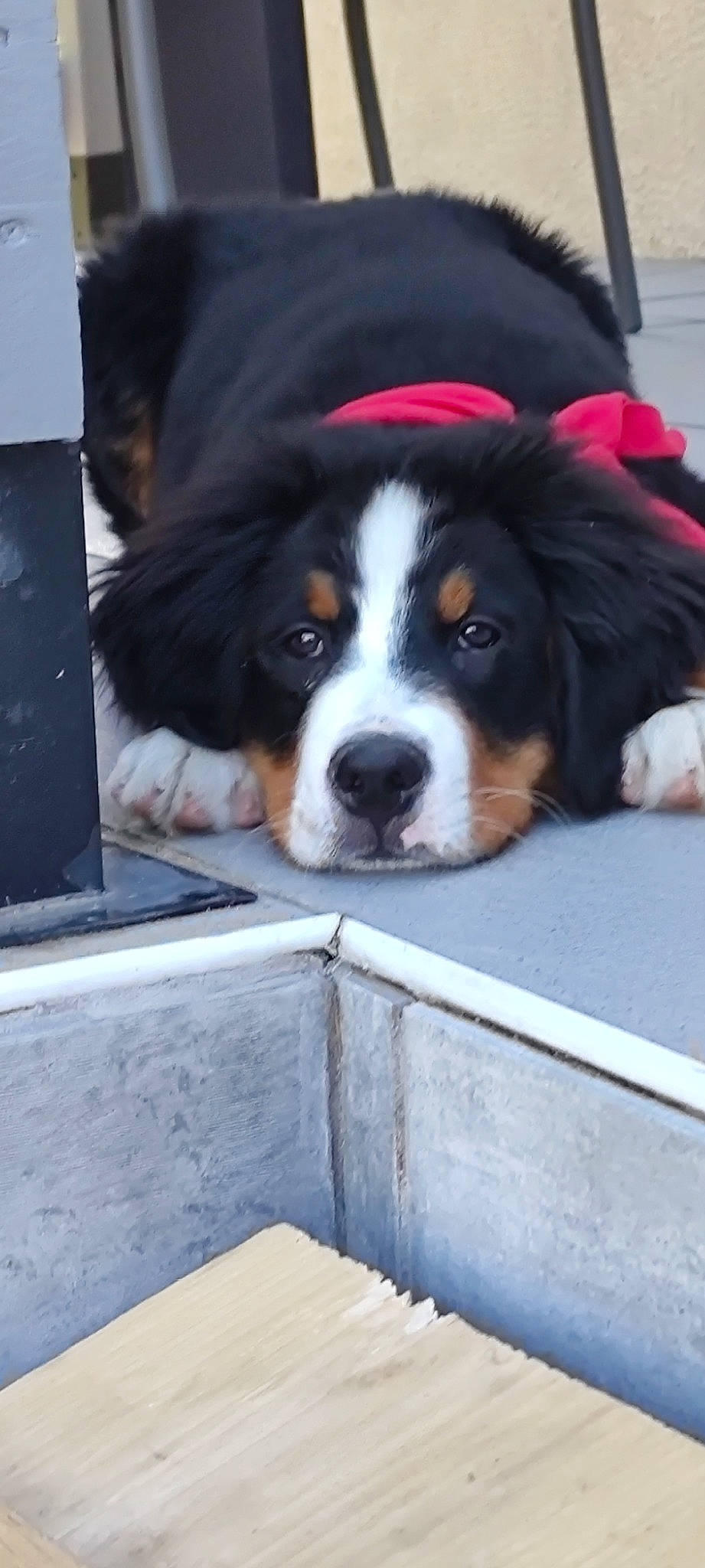 Twix participe au concours pour gagner de l'argent avec cette photo : bernese_mountain_dog, canidae, carnivore, collar, companion_dog, dog, dog_breed, door, fur, giant_dog_breed, laptop, snout, sporting_group, terrestrial_animal, working_dog