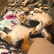 Adaline is registered to the contest to win money with this photo: animal, blanket, calico, cat, cozy, cushion, cute, domestic, floral_pattern, fluffy, fur, indoor, lying_down, paws, pet, playful, relaxed, resting, soft, whiskers