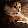 Adaline is registered to the contest to win money with this photo: animal, calm, cat, closeup, feline, fur, green_eyes, indoor, mammal, orange, pet, portrait, relaxed, resting, side_view, soft_light, table, whiskers, white, window_light