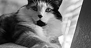 Adaline joined the competition — help win amazing prizes! animal, black_and_white, calm, cat, close_up, cute, eyes, face, feline, fur, indoor, laying_down, mammal, paw, pet, portrait, relaxed, soft_light, texture, whiskers