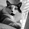 animal, black_and_white, calm, cat, close_up, cute, eyes, face, feline, fur, indoor, laying_down, mammal, paw, pet, portrait, relaxed, soft_light, texture, whiskers