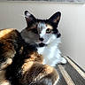 Adaline is registered to the contest to win money with this photo: animal, calico, cat, closeup, cozy, ears, face, feline, fur, indoor, paw, pet, portrait, relaxing, resting, shadow, sunlight, table, whiskers, wood