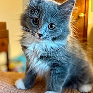 Toji is registered to the contest to win money with this photo: kitten, cat, gray, white, fluffy, fur, pet, animal, indoor, curious, cute, small, young, whiskers, paws, portrait, closeup, domestic, feline, soft