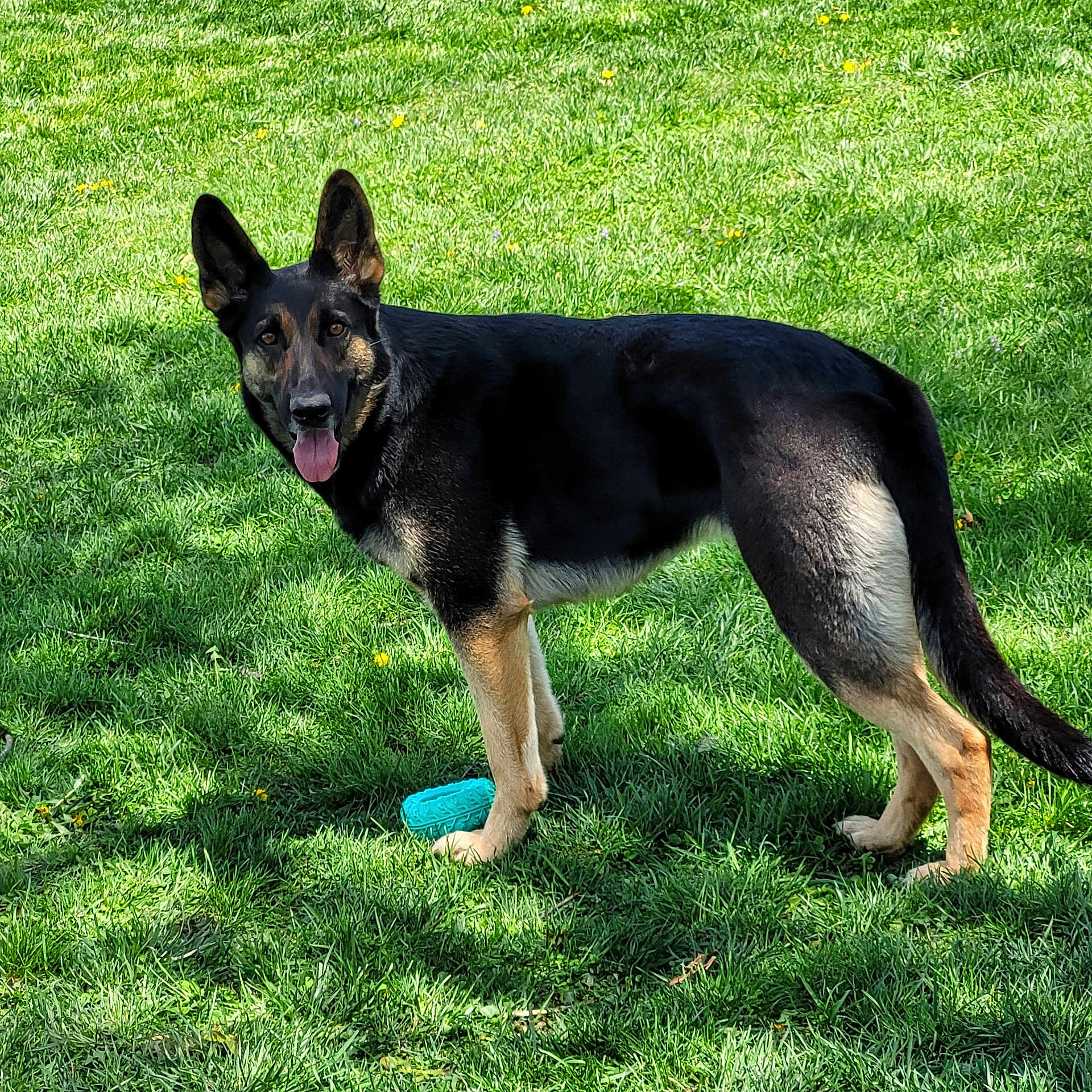 Sheba is registered to the contest to win money with this photo: animal, canine, dog, germanshepherd, grass, pet, plant, policedog, puppy