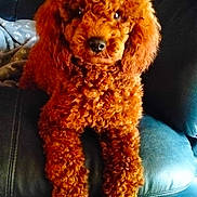 Valko a rejoint le concours — aidez-le/la à gagner de superbes lots ! dog, poodle, curly_fur, red_brown, leather_couch, blanket, toy, indoor, pet, canine, fur, animal, relaxing, seated, looking_at_camera, cozy, home, floor, curious, cute