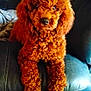 dog, poodle, curly_fur, red_brown, leather_couch, blanket, toy, indoor, pet, canine, fur, animal, relaxing, seated, looking_at_camera, cozy, home, floor, curious, cute
