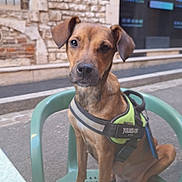 Urane a rejoint le concours — aidez-le/la à gagner de superbes lots ! dog, brown_dog, harness, green_chair, plastic_chair, outdoor, street, sidewalk, stone_wall, window, pet, animal, sitting, calm, looking_at_camera, daylight, urban, leash, closeup, canine