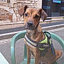 dog, brown_dog, harness, green_chair, plastic_chair, outdoor, street, sidewalk, stone_wall, window, pet, animal, sitting, calm, looking_at_camera, daylight, urban, leash, closeup, canine