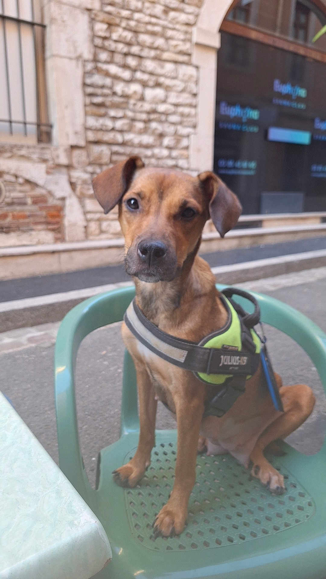 Urane a rejoint le concours — aidez-le/la à gagner de superbes lots ! dog, brown_dog, harness, green_chair, plastic_chair, outdoor, street, sidewalk, stone_wall, window, pet, animal, sitting, calm, looking_at_camera, daylight, urban, leash, closeup, canine