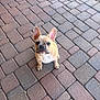 Halo is registered to the contest to win money with this photo: dog, puppy, french_bulldog, brick_pavement, ears, sitting, outdoor, pet, animal, cute, looking_up, curious, small_dog, tan_fur, short_fur, pavement, walkway, adorable, companion, friendly