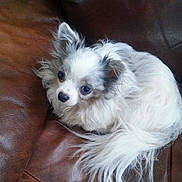 Gizmo is registered to the contest to win money with this photo: dog, small_dog, fluffy, white_dog, curious, pet, indoor, couch, leather, furniture, resting, cute, companion, animal, canine, domestic, fur, relaxed, cozy, snuggled
