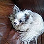 dog, small_dog, fluffy, white_dog, curious, pet, indoor, couch, leather, furniture, resting, cute, companion, animal, canine, domestic, fur, relaxed, cozy, snuggled