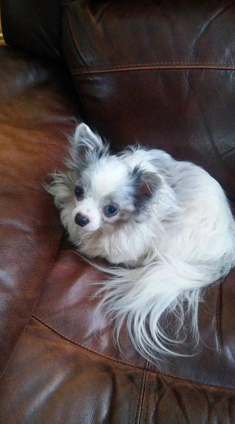 Gizmo is registered to the contest to win money with this photo: dog, small_dog, fluffy, white_dog, curious, pet, indoor, couch, leather, furniture, resting, cute, companion, animal, canine, domestic, fur, relaxed, cozy, snuggled