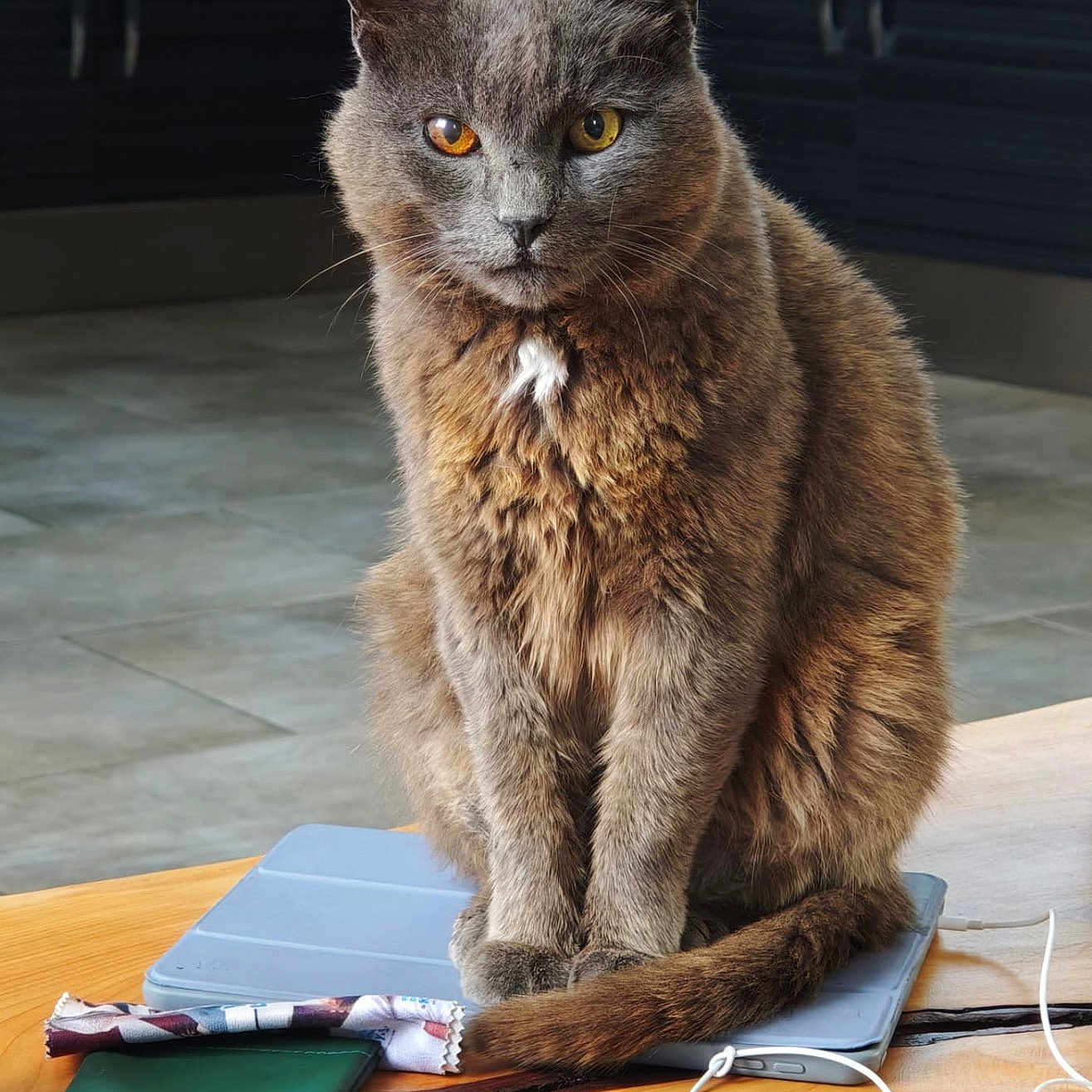 Melvin participe au concours pour gagner de l'argent avec cette photo : animal, calm, cat, cute, domestic_cat, earphones, furniture, furry, gray_cat, heterochromia, household, indoor, kitchen, pet, portrait, sitting, tablet, technology, wallet, wooden_table