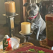 Blue Ivy is registered to the contest to win money with this photo: black_dog, book, bottle, candle, candlestick, canine, dining_room, dog, furniture, gray_dog, herbal_book, holiday, home_decor, indoors, pet, portrait, red_collar, sitting, still_life, table