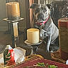 black_dog, book, bottle, candle, candlestick, canine, dining_room, dog, furniture, gray_dog, herbal_book, holiday, home_decor, indoors, pet, portrait, red_collar, sitting, still_life, table