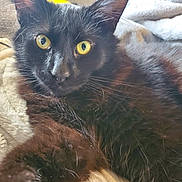 Lucian is registered to the contest to win money with this photo: cat, black_cat, yellow_eyes, close_up, pet, animal, feline, fur, whiskers, paw, domestic_cat, indoor, cozy, blanket, resting, looking_at_camera, cute, soft_light, portrait, relaxed