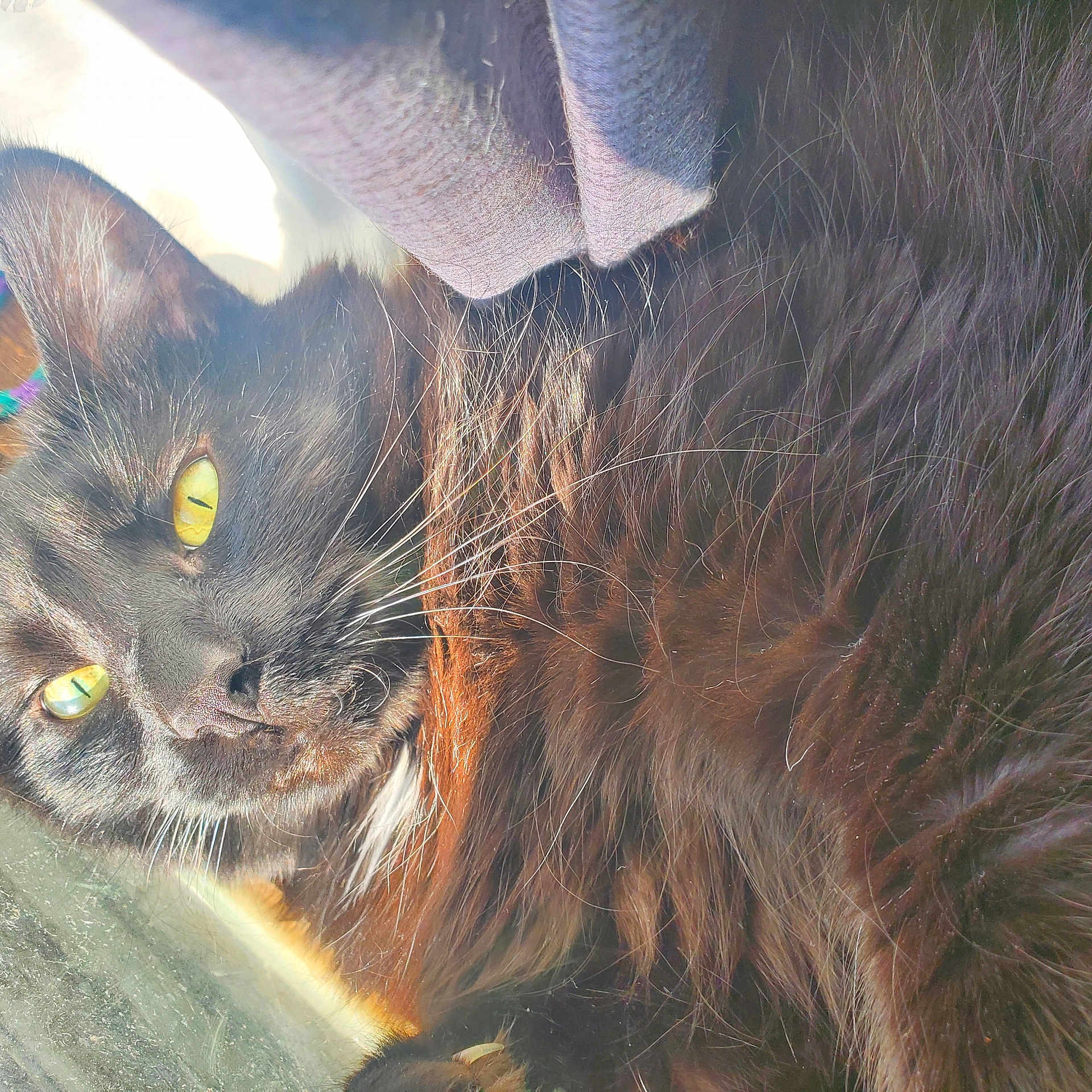 Lucian joined the competition — help win amazing prizes! cat, black_cat, yellow_eyes, fur, close_up, sunlight, pet, animal, whiskers, cozy, relaxing, indoors, portrait, fluffy, cute, sleepy, domestic_cat, mammal, soft, feline