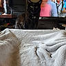 Lucian joined the competition — help win amazing prizes! black_cat, cat, pet, indoor, blanket, furniture, television, screen, person, face, living_room, cozy, curtains, vacuum_cleaner, drawer, sitting, peek, curious, animal, domestic