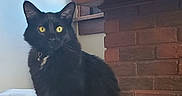 Lucian joined the competition — help win amazing prizes! cat, black_cat, yellow_eyes, chair, indoor, fireplace, brick_wall, furniture, pet, animal, whiskers, fur, domestic_cat, curious, sitting, mantle, figurine, papers, cozy, window