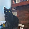 cat, black_cat, yellow_eyes, chair, indoor, fireplace, brick_wall, furniture, pet, animal, whiskers, fur, domestic_cat, curious, sitting, mantle, figurine, papers, cozy, window