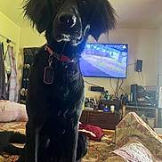 Koda is registered to the contest to win money with this photo: animal, bed, bedroom, black_dog, black_fur, blanket, collar, cozy, dog, dresser, floppy_ears, home, indoors, long_hair, looking_at_camera, pet, portrait, sitting, tag, television
