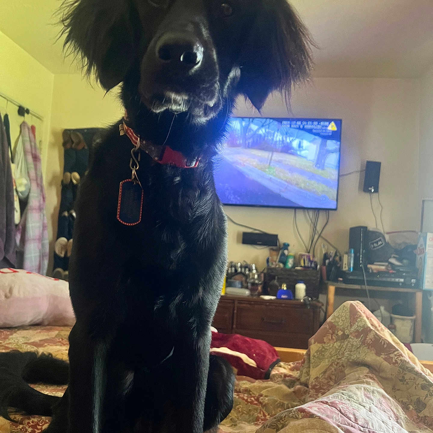 Koda