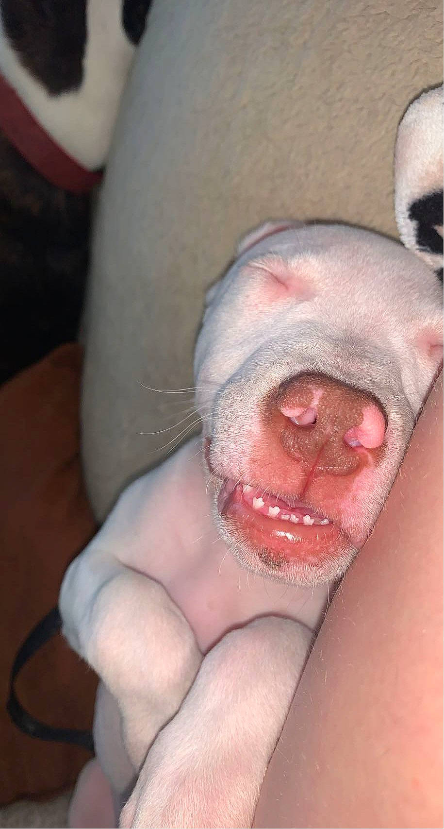 Rico joined the competition — help win amazing prizes! eyelash, flesh, foot, human_leg, jaw, mouth, nail, nose, pruritus, scar, snout, terrestrial_animal, throat, whiskers, wrinkle