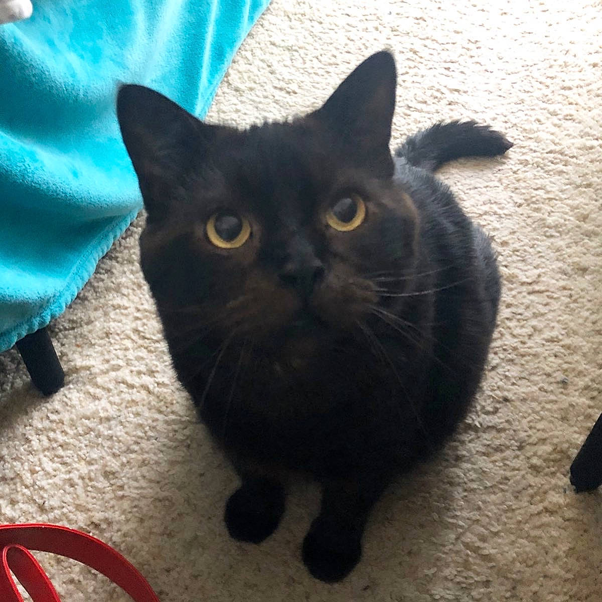 Paulie joined the competition — help win amazing prizes! black_cat, bombay, british_shorthair, carnivore, cat, chartreux, claw, domestic_short_haired_cat, electric_blue, eye, felidae, fur, grey, korat, paw, small_to_medium_sized_cats, snout, tail, terrestrial_animal, whiskers