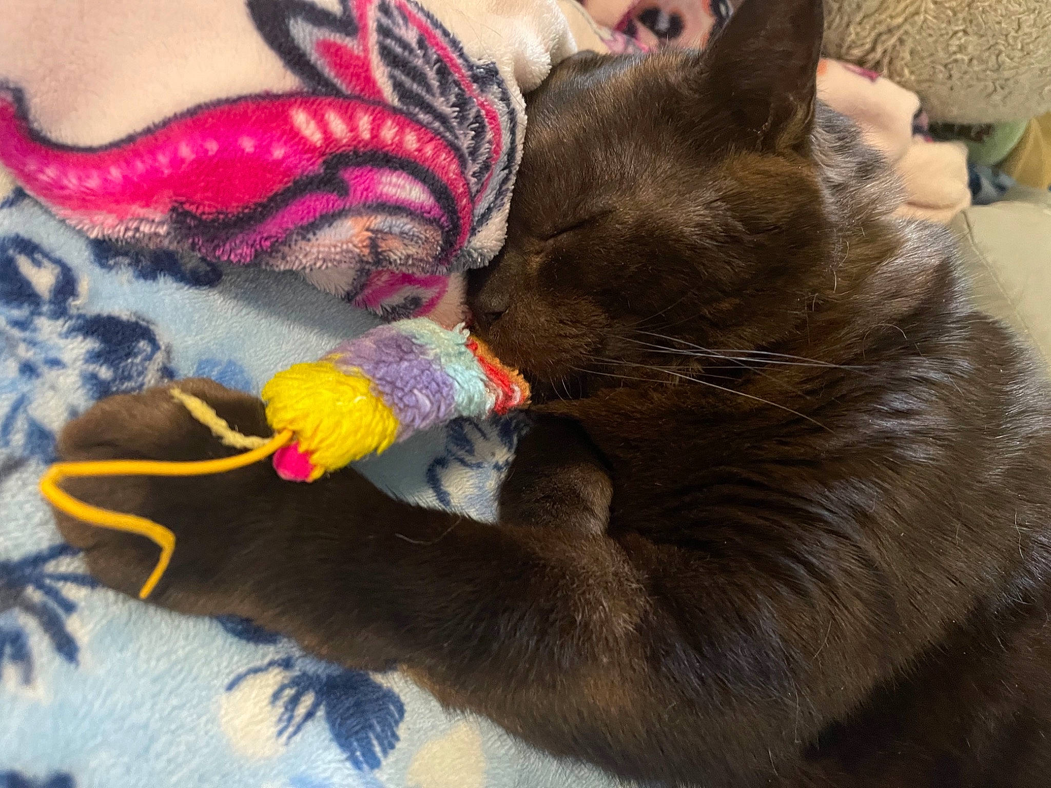 Paulie is registered to the contest to win money with this photo: black_cat, carmine, carnivore, cat, claw, comfort, domestic_short_haired_cat, felidae, foot, fur, grey, human_leg, magenta, nail, nap, paw, sleep, small_to_medium_sized_cats, tail, whiskers