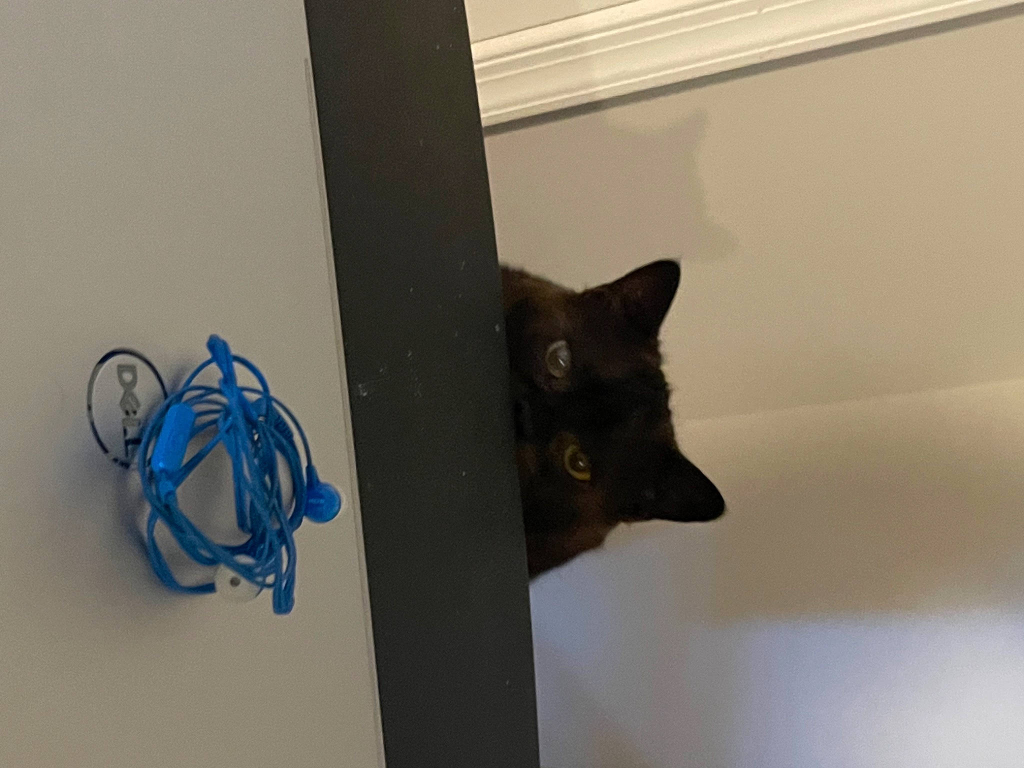 Paulie joined the competition — help win amazing prizes! audio_equipment, black_cat, carnivore, cat, domestic_short_haired_cat, electric_blue, electrical_wiring, felidae, flooring, fur, room, small_to_medium_sized_cats, tail, whiskers, window, wire, wood