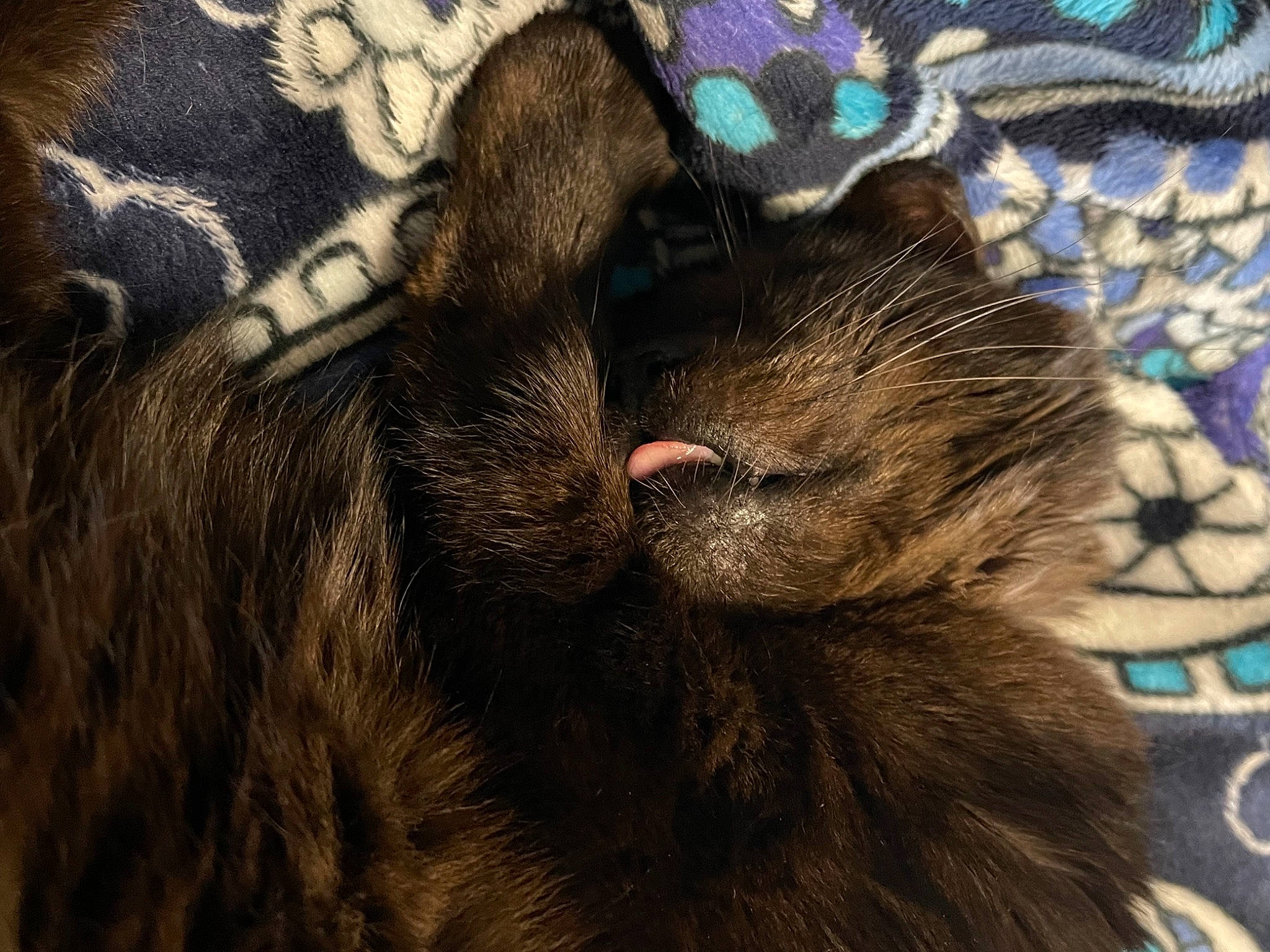 Paulie joined the competition — help win amazing prizes! black_cat, bombay, brown, carnivore, cat, claw, comfort, domestic_short_haired_cat, fawn, felidae, fur, grey, human_leg, liver, pattern, paw, small_to_medium_sized_cats, snout, tail, whiskers