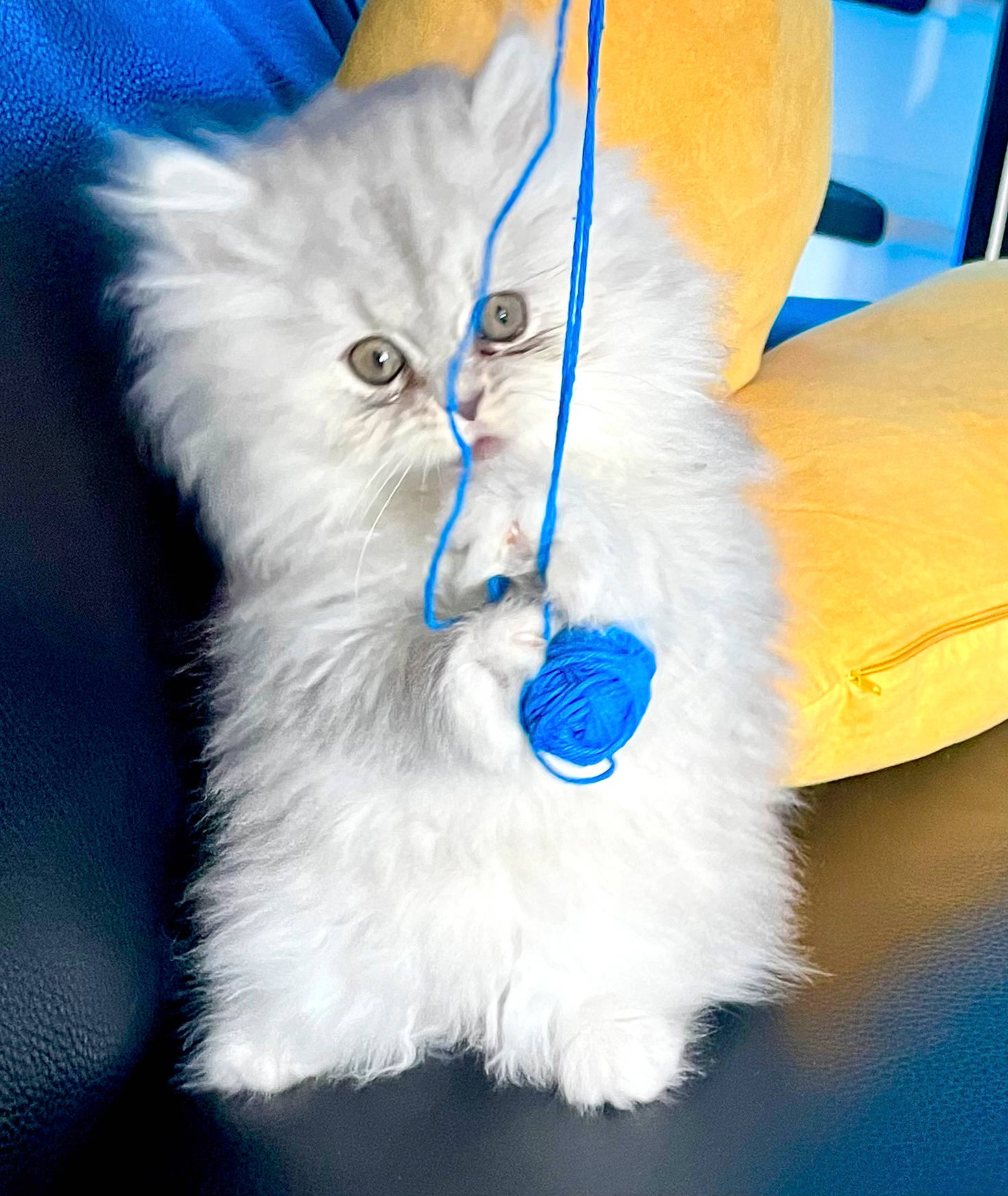 Lili participe au concours pour gagner de l'argent avec cette photo : art, british_longhair, carnivore, cat, claw, electric_blue, event, fashion_accessory, feather, felidae, fur, paw, small_to_medium_sized_cats, snout, tail, terrestrial_animal, whiskers