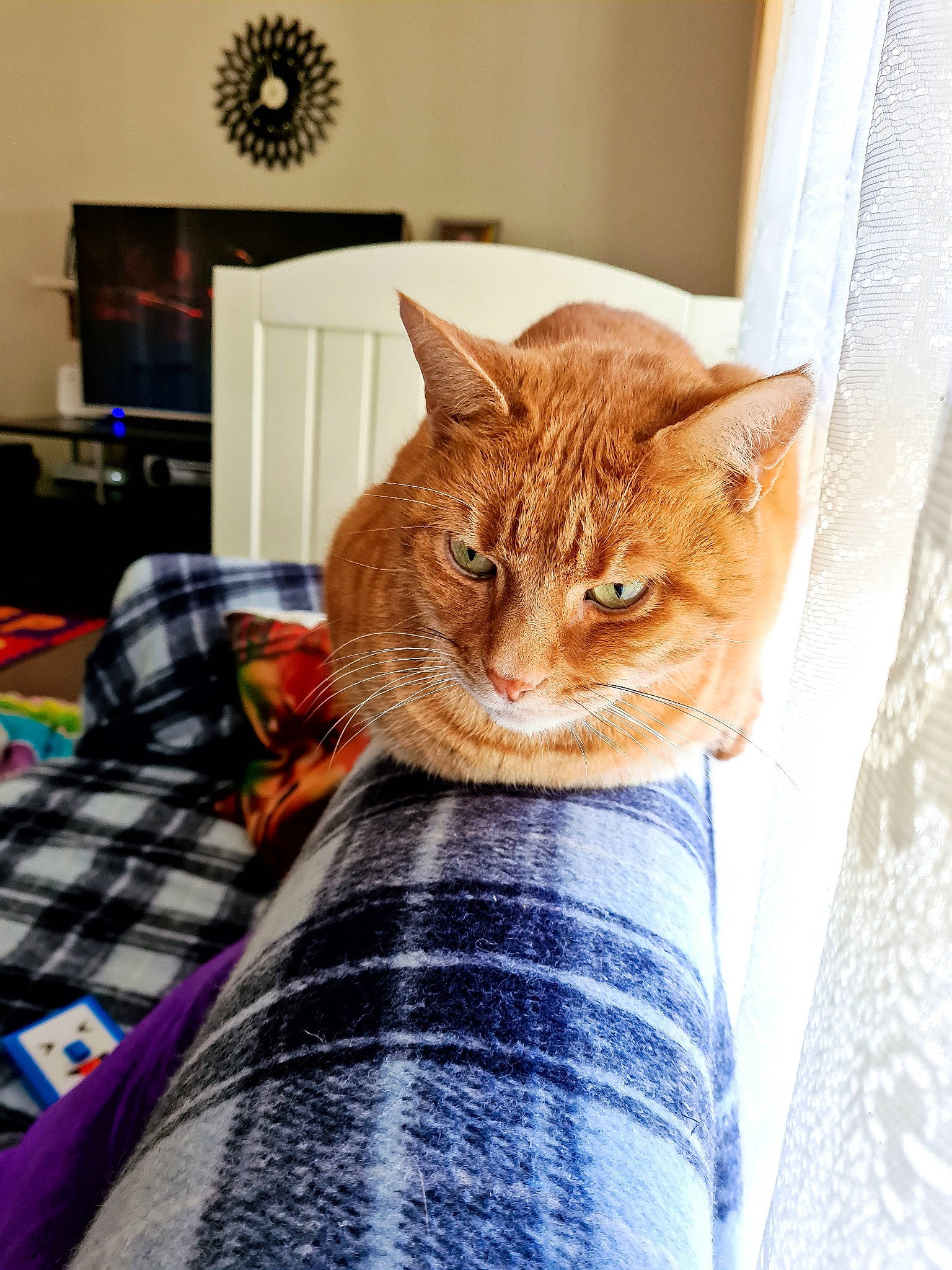 Geejay joined the competition — help win amazing prizes! aegean_cat, american_shorthair, asian, carnivore, cat, chausie, domestic_short_haired_cat, dragon_li, european_shorthair, fawn, felidae, fur, german_rex, kitten, mammal, ocicat, pixie_bob, small_to_medium_sized_cats, tabby_cat, whiskers