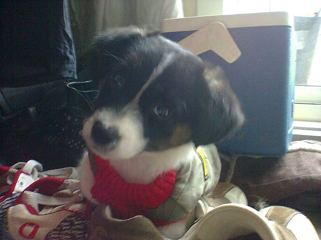 Mikey joined the competition — help win amazing prizes! bernese_mountain_dog, border_collie, canidae, carnivore, companion_dog, dog, dog_breed, mammal, puppy, sporting_group, vertebrate