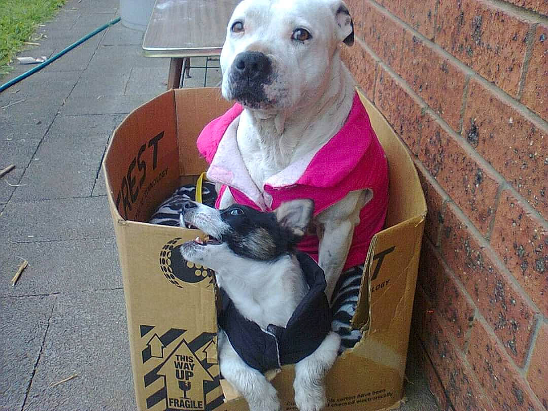 Mikey joined the competition — help win amazing prizes! american_pit_bull_terrier, american_staffordshire_terrier, bull_and_terrier, canidae, carnivore, companion_dog, dog, dog_breed, fawn, mammal, non_sporting_group, old_english_terrier, pit_bull, snout, vertebrate