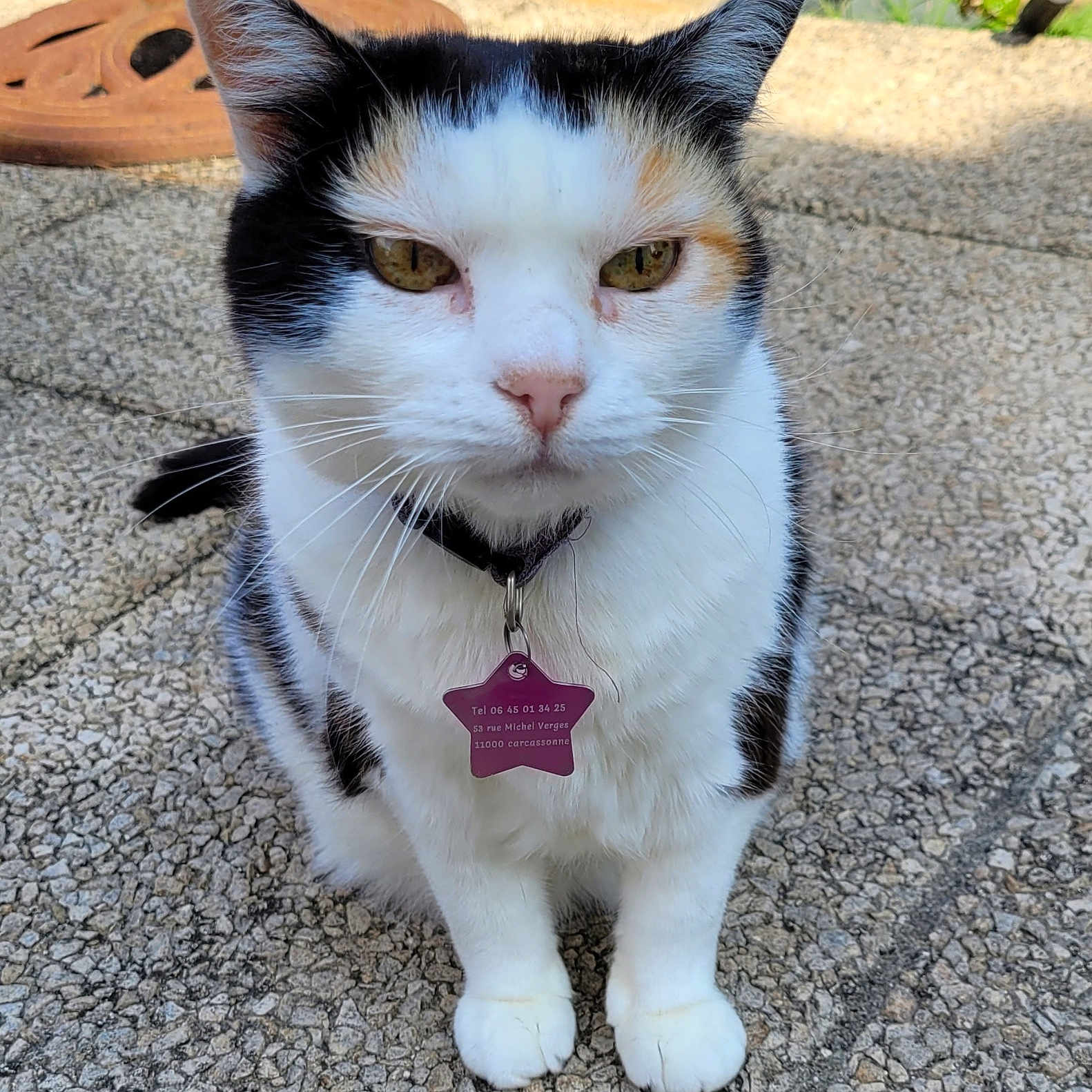 Noisette